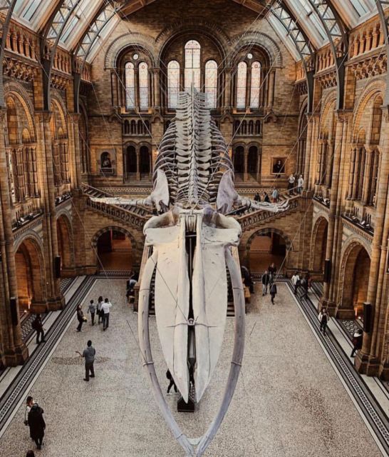 London: Royal Kensington Guided Walking Tour - Optional Museum Visits and Cultural Highlights