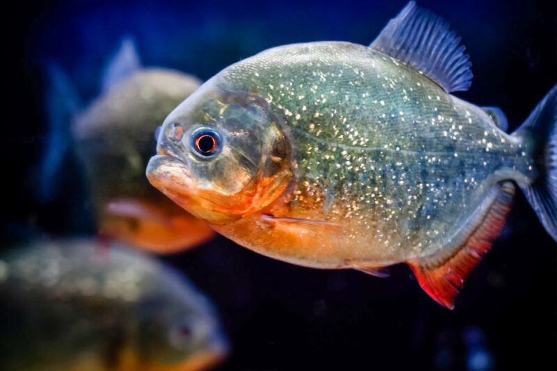 London: SEA LIFE Entry Ticket - Key Points