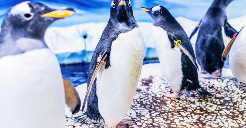 London: SEA LIFE Entry Ticket - Practical Information: Accessibility, Tickets, and Meeting Points