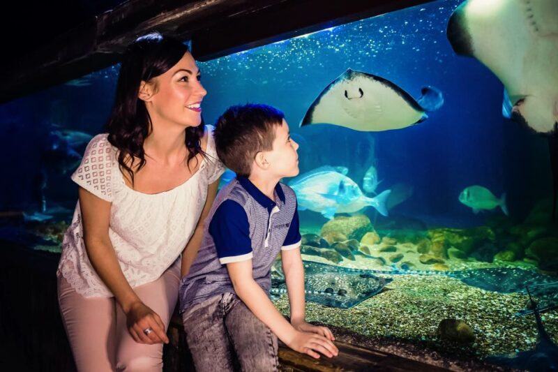 London: SEA LIFE Entry Ticket - Highlights of the Visitor Experience and Special Features