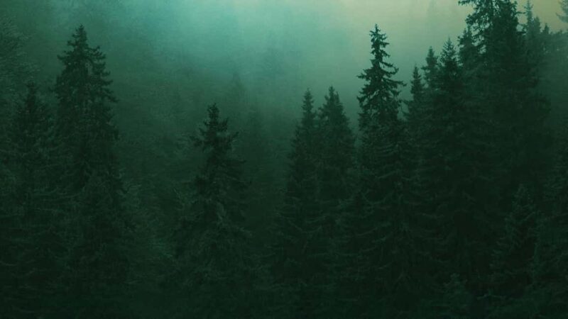 London: Ticket to Into the Woods - What the Ticket Includes: A Night of Musical Theatre