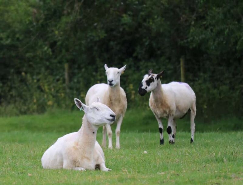 London: Top 7 Cotswolds Stops plus Shakespeare's Stratford - Bourton-on-the-Water: The "Venice of the Cotswolds"