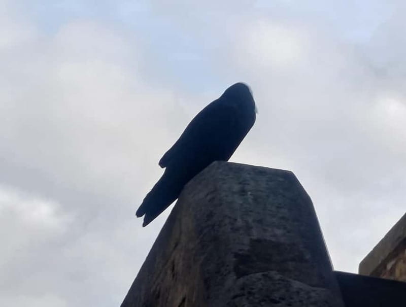 London: Tower of London and Tower Bridge Private Tour - Discover the Tower of London’s Hidden Secrets