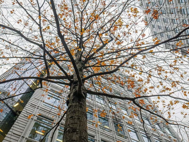 London: West End Photography Walking Tour with Guide - Discovering Londons Hidden Gardens and Historic Spots