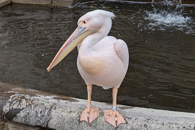 LONDON Westminster 25 TOP SITES small groups walking Tour - The Experience and Review Highlights