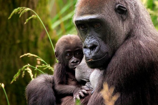 London Zoo Entry Ticket - Highlights of the Main Exhibits at London Zoo