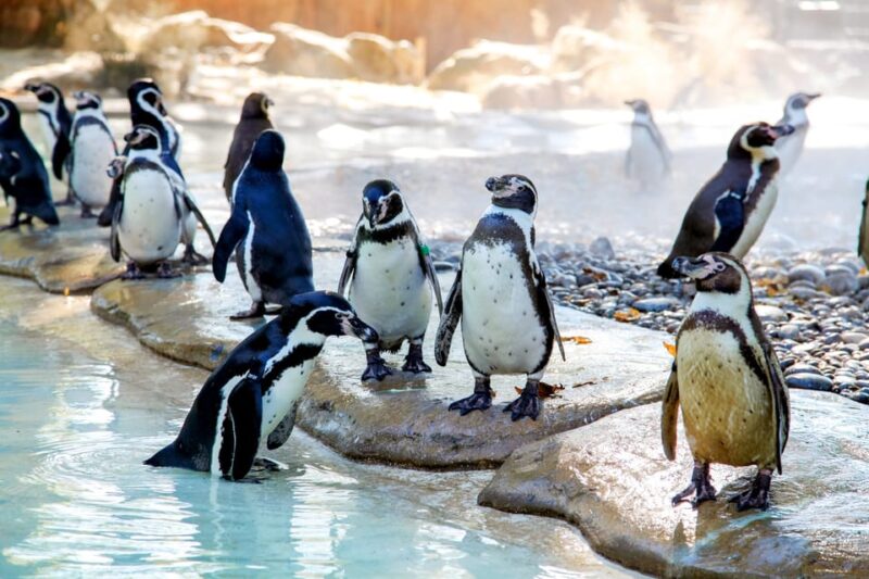 London Zoo: Entry Ticket - Penguin Beach: Watching Humboldt Penguins Swim and Feed