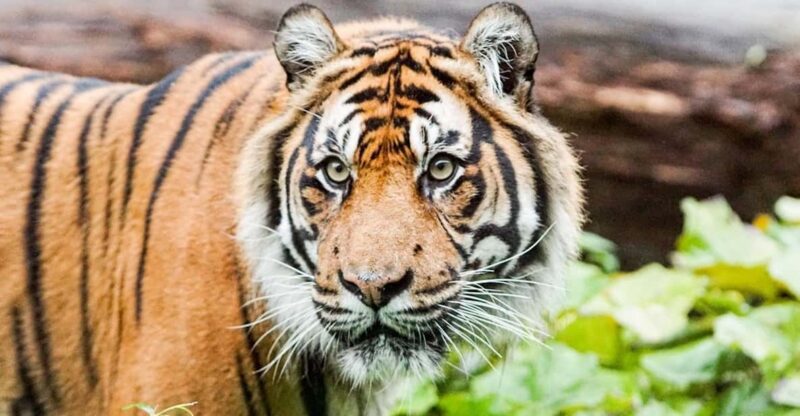 London Zoo: Entry Ticket - Practical Visit Details: Access, Facilities, and Timing