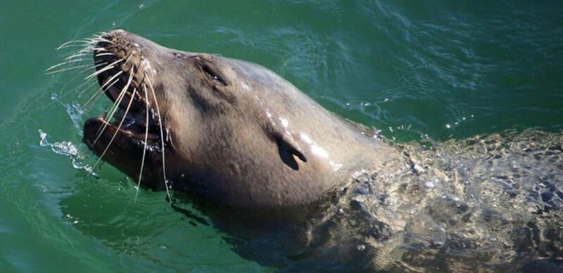 Long Beach: Sightseeing Harbor Cruise - Duration and Pacing of the Cruise