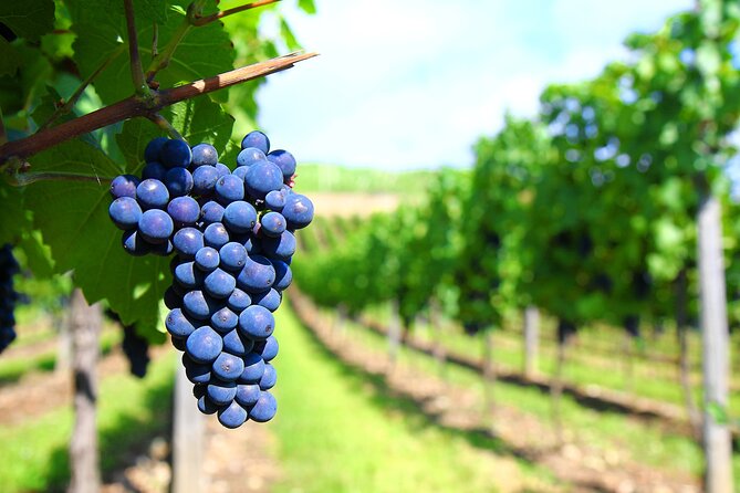 Long Island Winery Tour - Customizable Tasting Options and Flexibility