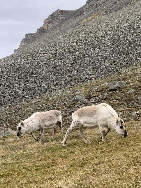 Longyearbyen: Panorama view hike - Platåfjellet Guided Hike - Key Points