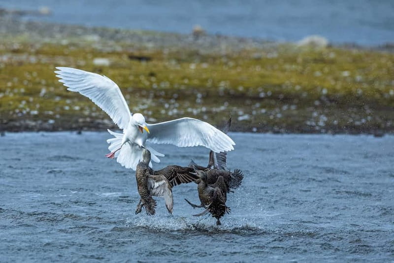 Longyearbyen: Wildlife Safari & Hiking Photography Tour - What’s Included in the Price