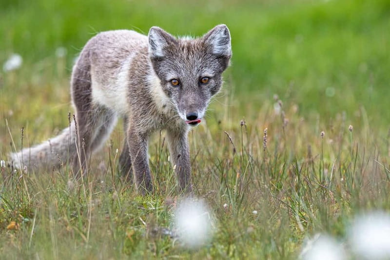 Longyearbyen: Wildlife Safari & Hiking Photography Tour - The Hiking and Wildlife Focus of the Tour