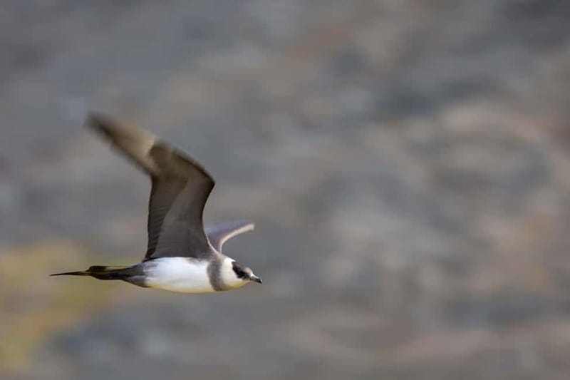 Longyearbyen: Wildlife Safari & Hiking Photography Tour - The Experience of Local Guides and Photography Help