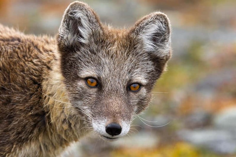 Longyearbyen: Wildlife Safari & Hiking Photography Tour - Tour Logistics: Pickup, Duration, and Group Size