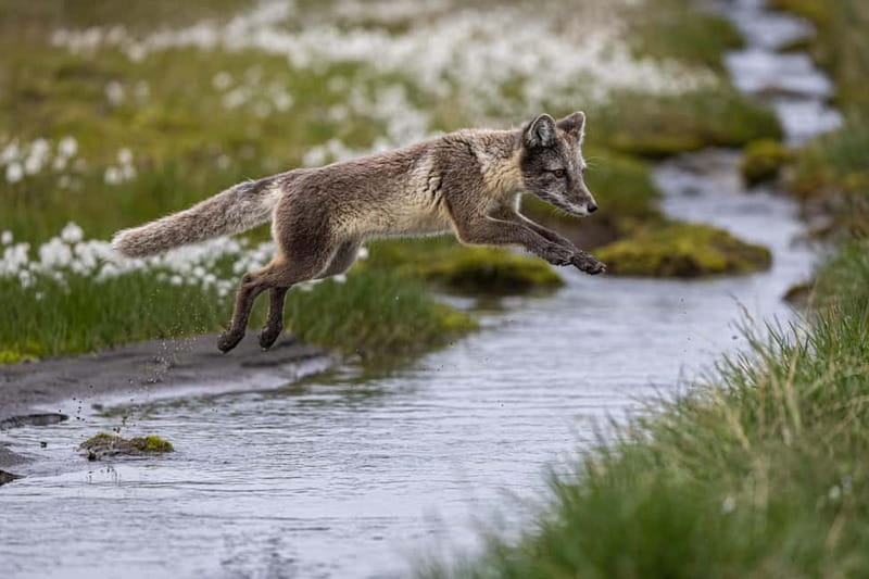 Longyearbyen: Wildlife Safari & Hiking Photography Tour - Comparing This Tour to Other Arctic Experiences