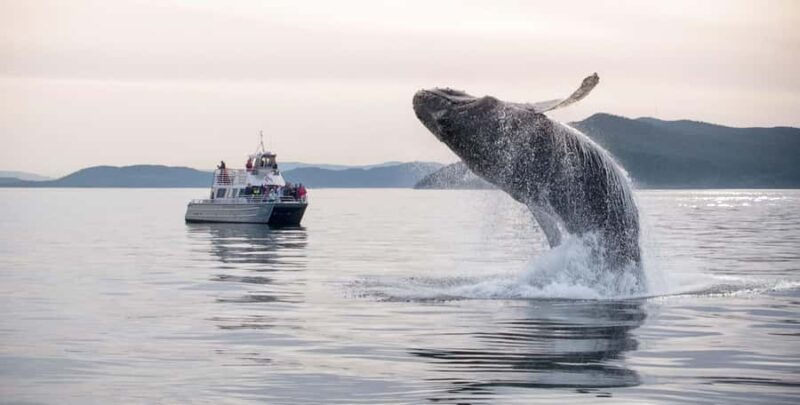 Lopez Island: Whale & Orca Boat Tour - The Experience of a 3-Hour Whale Tour