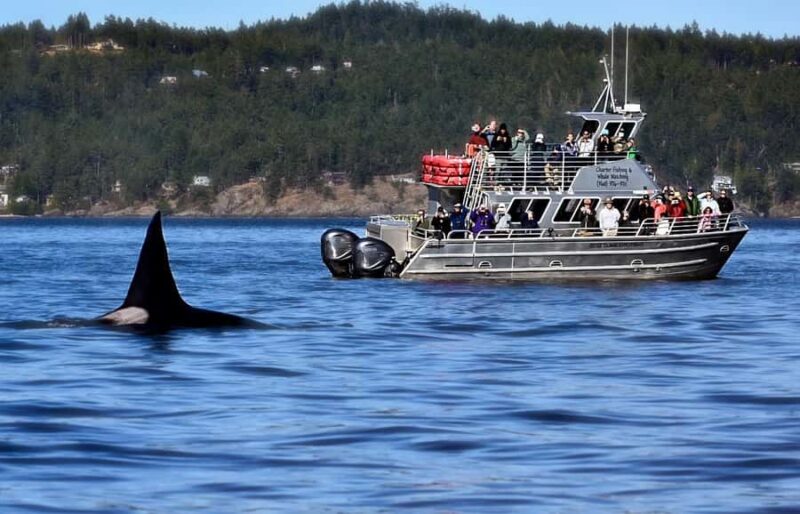 Lopez Island: Whale & Orca Boat Tour - Best Time for Whale Watching in the San Juan Islands
