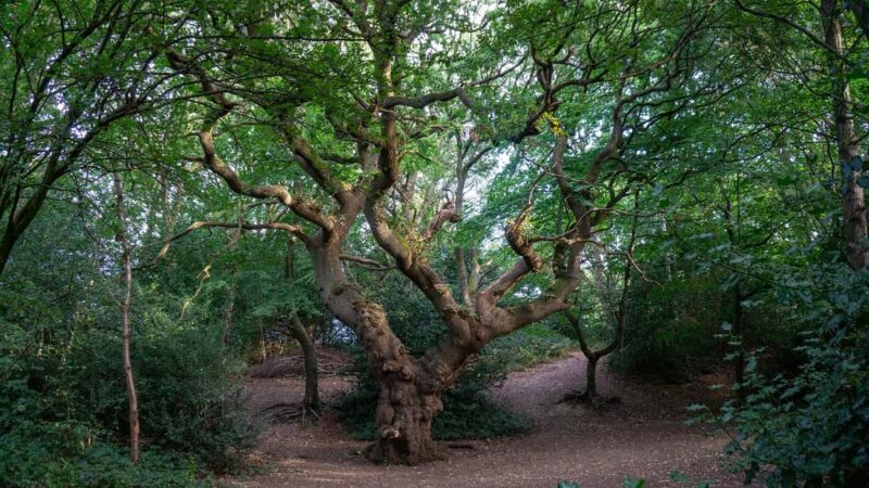 Lord of the Rings Cotswolds Tour: The Journey Begins - The Four Shire Stone and Tolkien’s Middle-earth Landmarks
