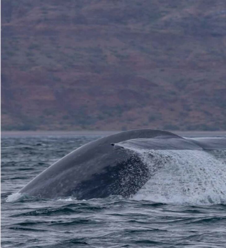 Loreto: Whale Watching Cruise with Transfers and Lunch - Key Points