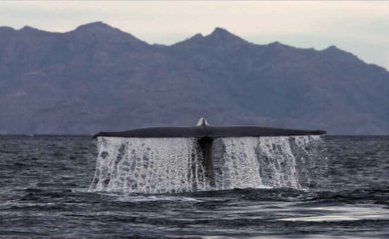 Loreto: Whale Watching Cruise with Transfers and Lunch - Loreto’s Blue Whale Season and Marine Habitat