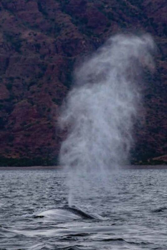 Loreto: Whale Watching Cruise with Transfers and Lunch - The Panga Boat Experience in Loreto Bay