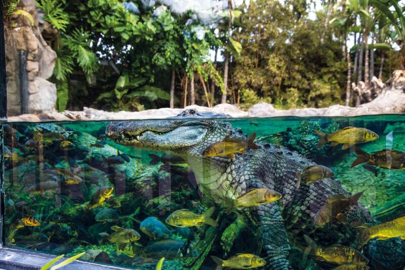 Loro Parque and Siam Park Combined Admission Tickets - Frequently Asked Questions