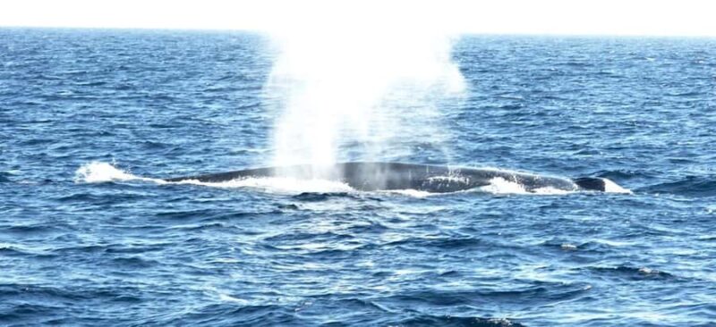 Los Angeles Harbor Breeze Cruise & Battleship USS Iowa Entry - Self-Guided Exploration and the Vicky the Dog Scavenger Hunt