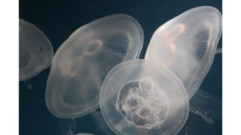 Los Angeles: Heal The Bay Aquarium in Santa Monica - Discover the Small but Meaningful Heal The Bay Aquarium in Santa Monica