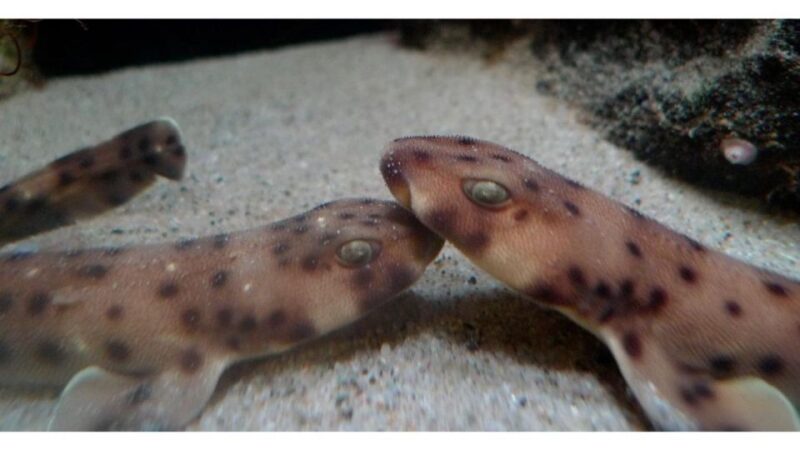 Los Angeles: Heal The Bay Aquarium in Santa Monica - Educational Programs Focused on Ocean Conservation