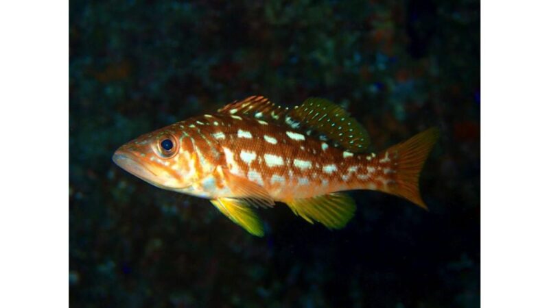 Los Angeles: Heal The Bay Aquarium in Santa Monica - Practical Considerations: Visiting, Duration, and Value