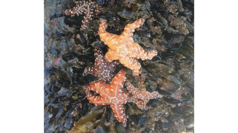 Los Angeles: Heal The Bay Aquarium in Santa Monica - Who Should Visit the Heal The Bay Aquarium?