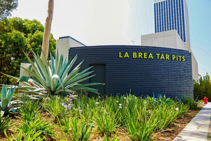 Los Angeles: La Brea Tar Pits Museum Ticket - Discover the La Brea Tar Pits Museum for a Hands-On Ice Age Experience