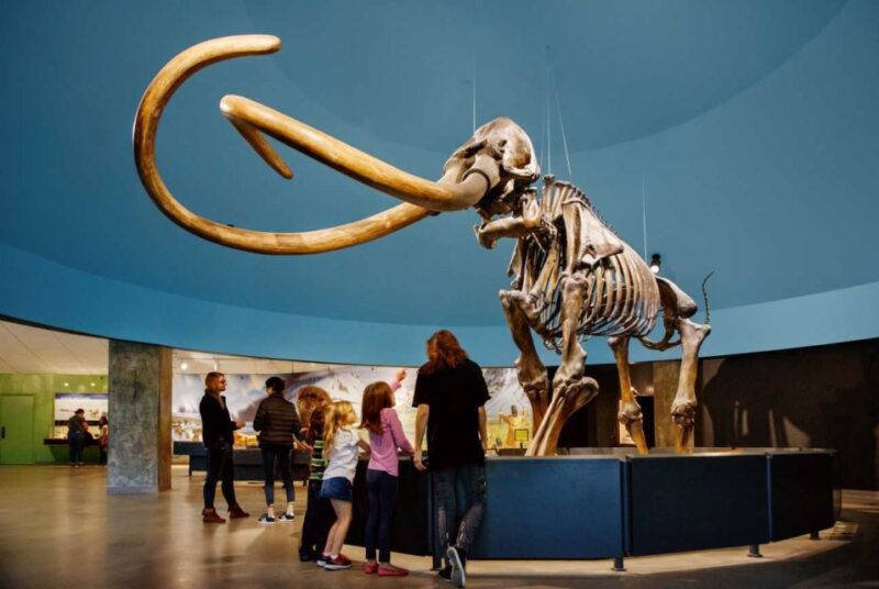 Los Angeles: La Brea Tar Pits Museum Ticket - The Experience of Watching Scientists at Work