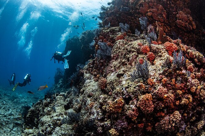 Los Cabos 2 tanks dive to The Corridor (Certified divers) - Who Will Love This Tour the Most?