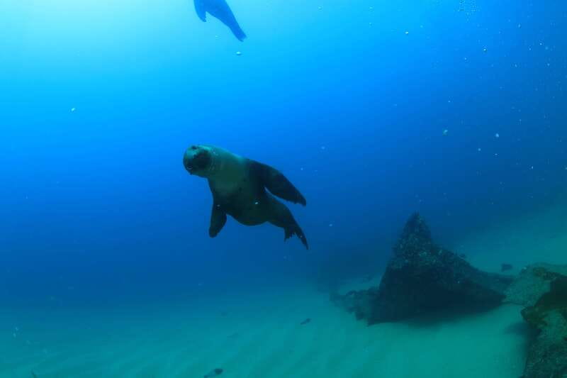 Los Cabos 3-Hour Certified Scuba Diving Tour - Guides Expertise and Multilingual Support