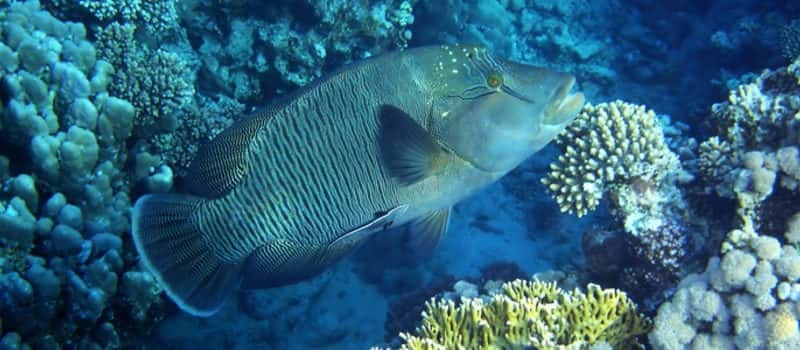 Los Cabos: 3-Hour Introductory Scuba Diving Adventure - What Participants Will See Underwater