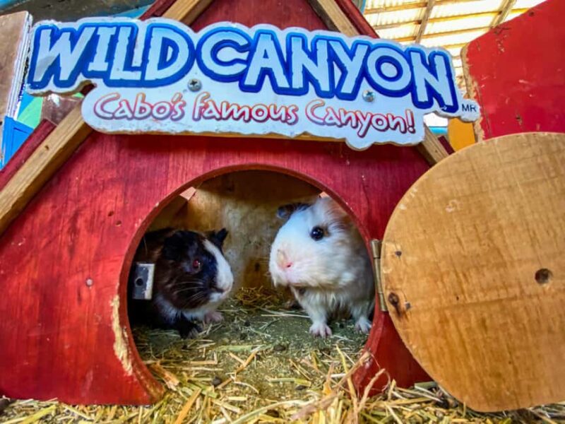 Los Cabos: Animal Encounter & Aqua Park Adventure - Practical Details on Transportation and Entry Fees