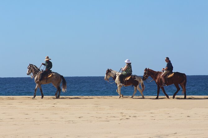 Los Cabos ATV and Pacific Horseback Riding Combo Tour - The Conservation Focus: Donkey and Turtle Egg Rescue