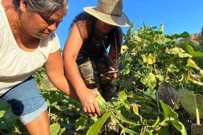 Los Cabos: Azteca Cactus Taco Farm to Table Cooking Class - Harvesting Nopales: Learning About Mexico’s Iconic Cactus