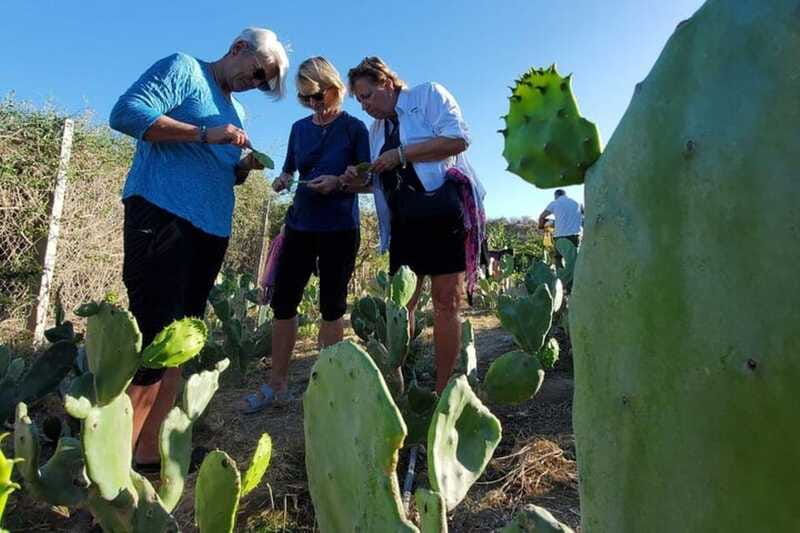 Los Cabos: Azteca Cactus Taco Farm to Table Cooking Class - Who Will Enjoy This Tour the Most