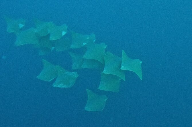 Los Cabos Beginner Scuba Dive Experience - Small-Group Experience and Personal Attention