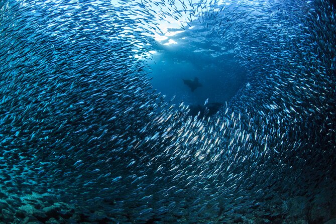 Los Cabos Beginner Scuba Dive Experience - Pricing and Additional Costs