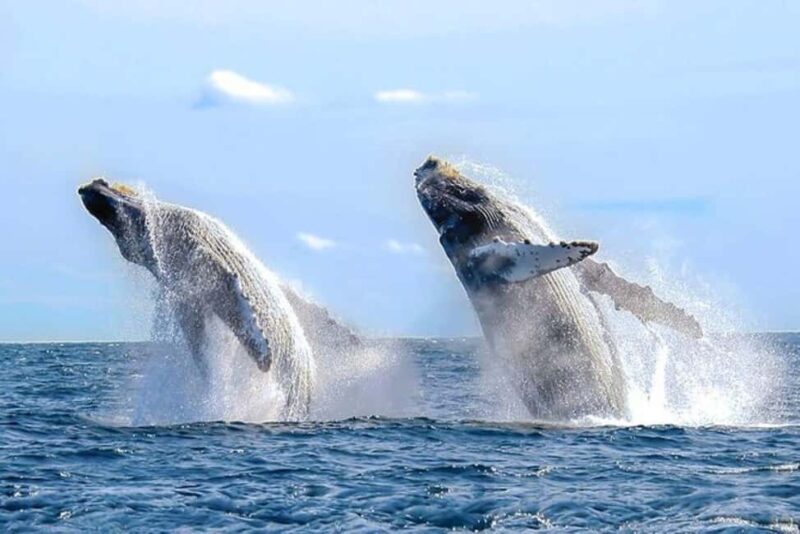 Los Cabos: Catamaran Whale Watching Cruise - Starting Point and Booking Details in Los Cabos