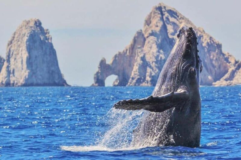 Los Cabos: Catamaran Whale Watching Cruise - Encountering Gray, Humpback, and Blue Whales