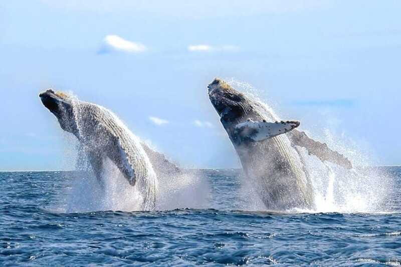 Los Cabos: Catamaran Whale Watching Cruise - The Experience of the Scenic Catamaran Ride