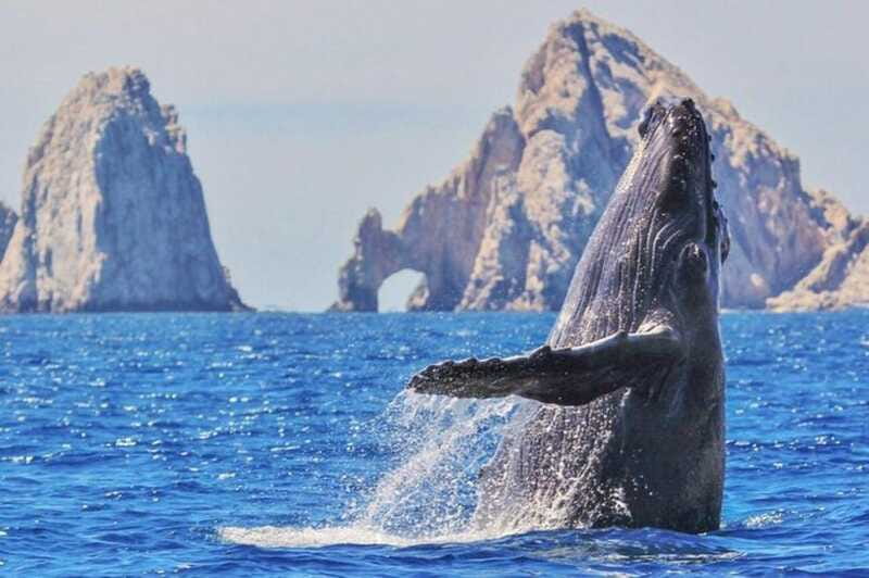 Los Cabos: Catamaran Whale Watching Cruise - Practical Tips for a Comfortable Trip