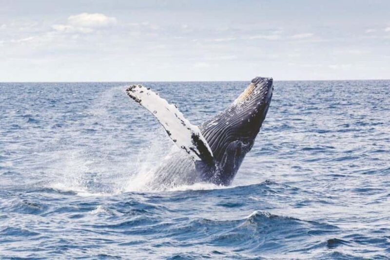 Los Cabos: Catamaran Whale Watching Cruise - Who Will Enjoy This Whale Watching Catamaran Tour?