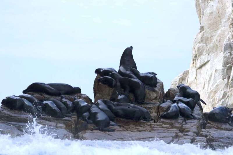 Los Cabos: City Tour with Cruise, Snorkeling, and Tastings - Explore Los Cabos on a Full-Day Tour for $129