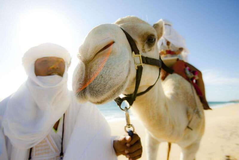 Los Cabos: Desert & Sea Camel Safari Tour with Lunch - Hike Through Baja’s Tropical Landscape